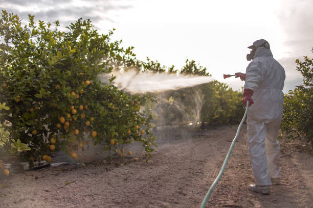 Best Termite Control Services  in Greenville, MI